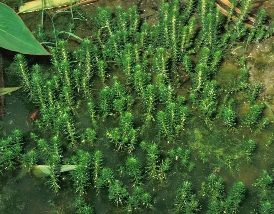 Photo of water milfoil plants along the shore of a pond