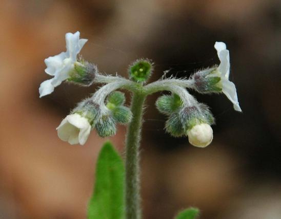 Photo of wild comfrey showing flower cluster