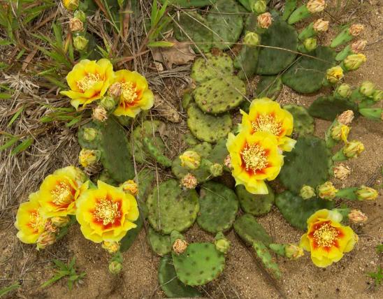 Photo of eastern prickly pear plant with flowers