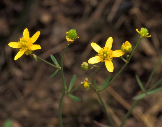 Photo of Harvey's buttercup plant with flowers