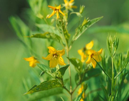 Photo of lance-leaved loosestrife plant with flowers