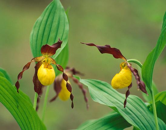 Photo of two small yellow lady’s slipper flowers