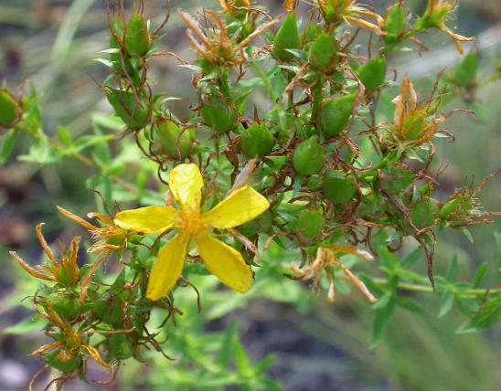 Photo of common St. John’s-wort flower with spent flowers and fruits