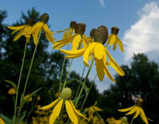 Photo of several grayhead prairie coneflowers with sky in background