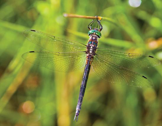 Photo of a Hine's emerald dragonfly