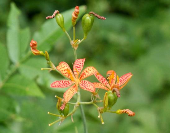 Photo of blackberry lily showing open and spent flowers and developing fruits.