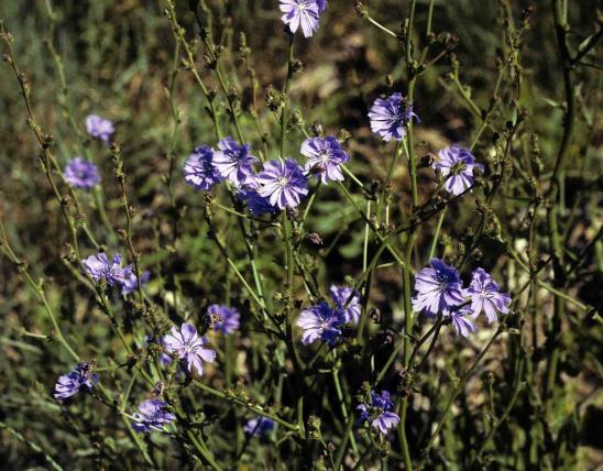 Photo of a chicory plant.