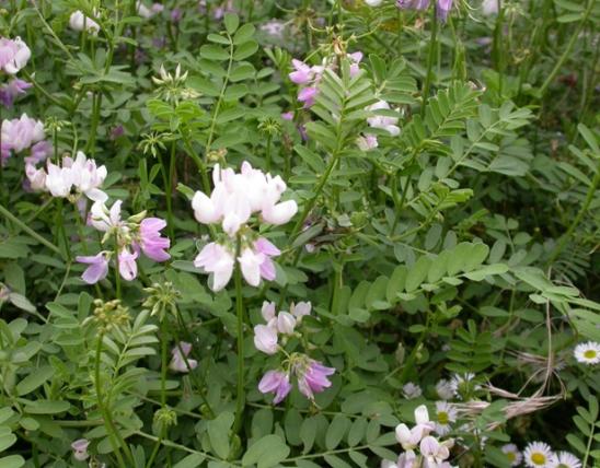 Photo of crown vetch showing flowers and leaves.