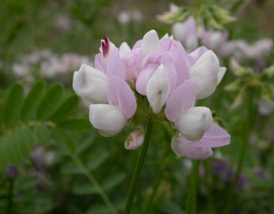 Photo of crown vetch, closeup of a flower cluster.