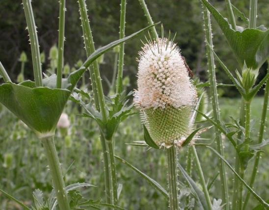 Photo of cut-leaved teasel showing flowerhead and joined, cuplike leaves.