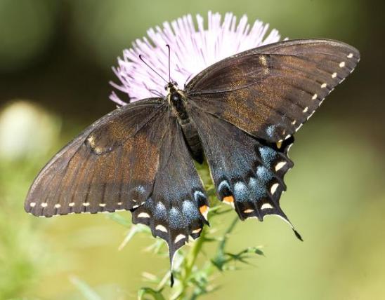 Photo of an eastern tiger swallowtail, dark form female, on a thistle.