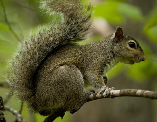Gray squirrel on branch