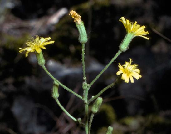 Photo of beaked hawkweed flowers.