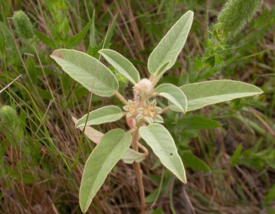 Photo of hogwort plant showing upper stem leaves and flowers.