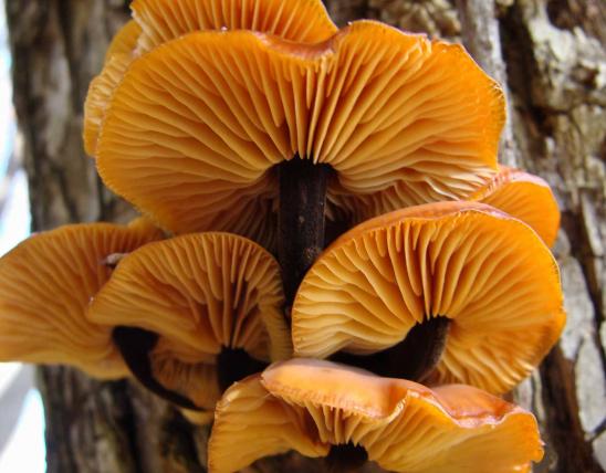 Photo of velvet foot mushrooms, mature, showing black stems.