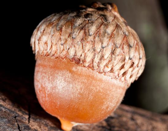 A closeup of an acorn