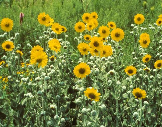 Photo of many blooming ashy sunflower plants, showing gray-green leaves.
