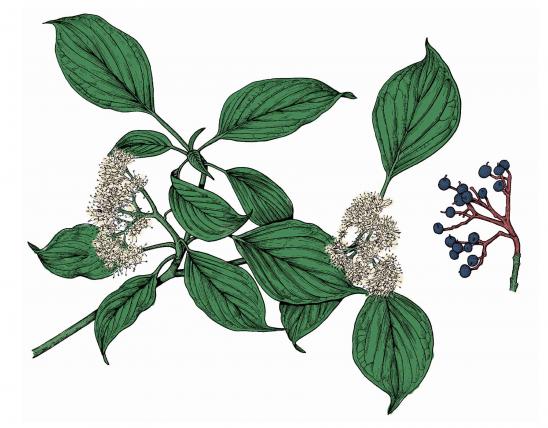 Illustration of alternate-leaved dogwood leaves, flowers, fruits.