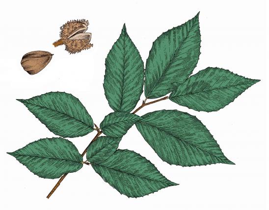 Illustration of American beech leaves and nuts.