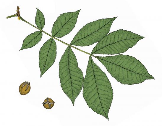 Illustration of bitternut hickory leaves and nuts.