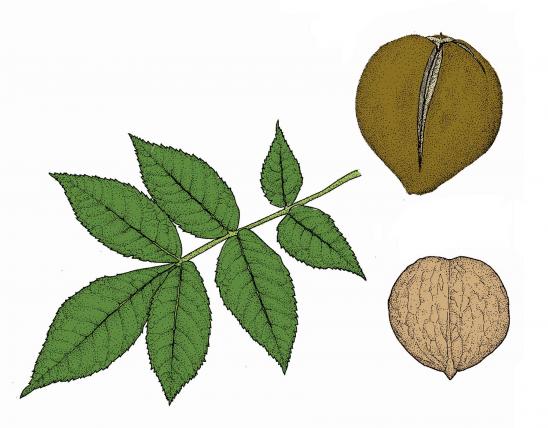 Illustration of black hickory compound leaf and fruit.