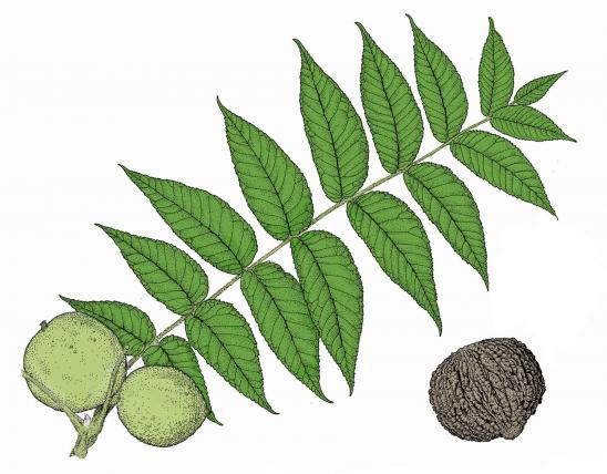 Illustration of black walnut compound leaf and nuts.