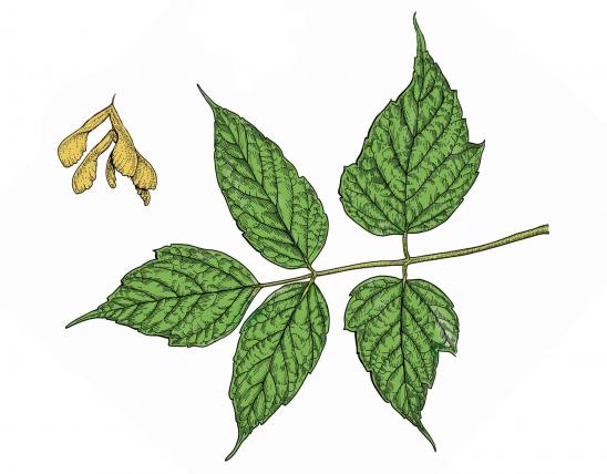 Illustration of box elder leaves and fruits.
