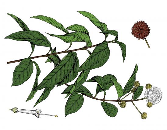 Illustration of buttonbush leaves, flowers, fruits.