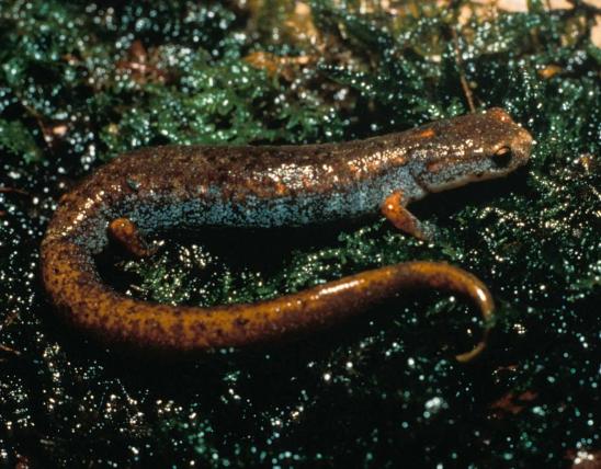 Photo of a four-toed salamander on a mossy rock.