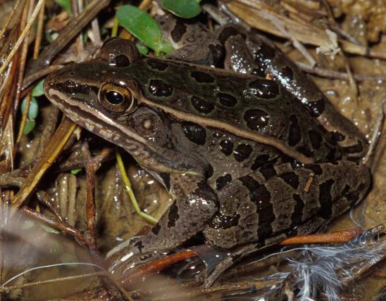 Photo of a southern leopard frog.