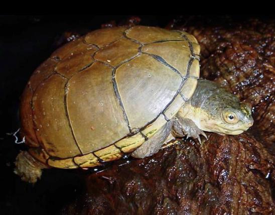 Photo of a yellow mud turtle.