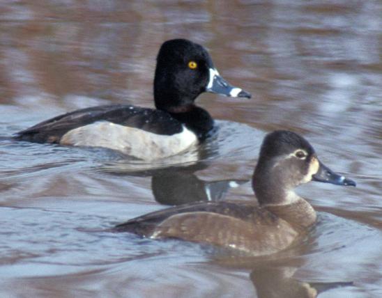Photo of a pair of ring-necked ducks floating on water.