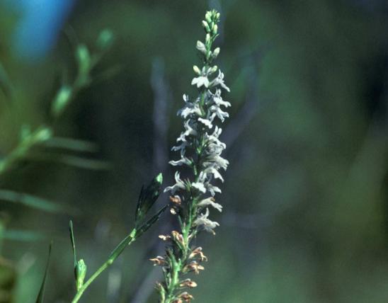 Photo of spiked lobelia flower stalk.