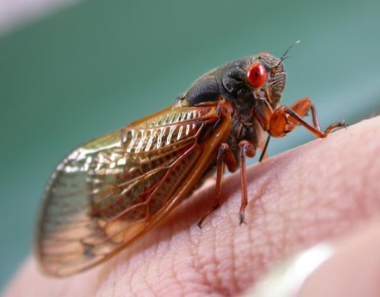 periodical cicada shown from the side