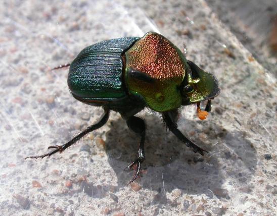 Photo of a rainbow scarab beetle, male.