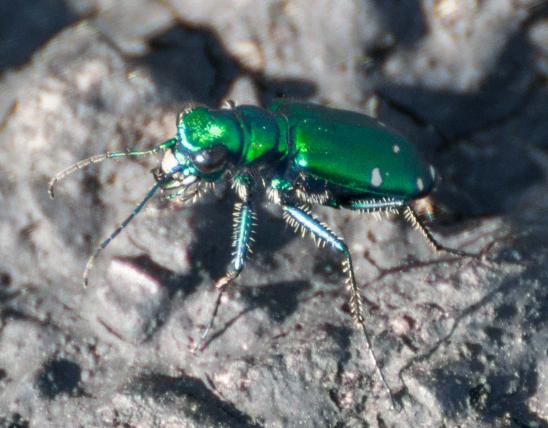 Photo of a six-spotted tiger beetle from the side.