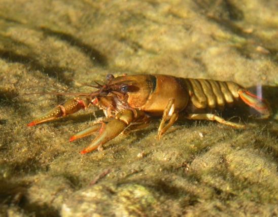 Photo of a spothanded crayfish viewed through creekwater.