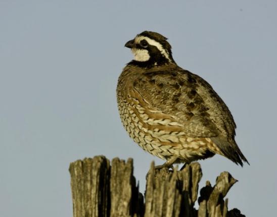 Bobwhite quail perched on the top of a fence post.