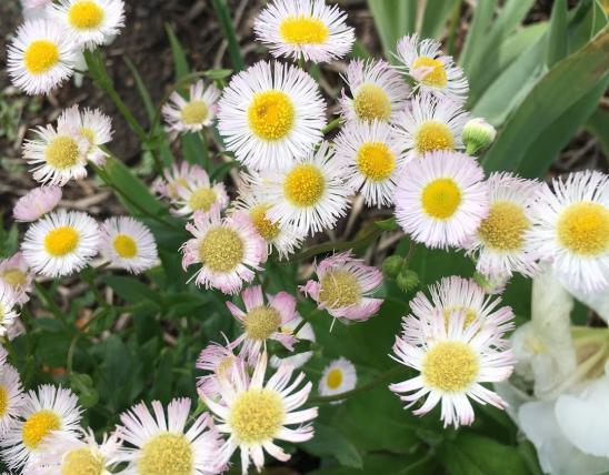 A cluster of white flowers with pink-tinged tips around a yellow daisylike center.