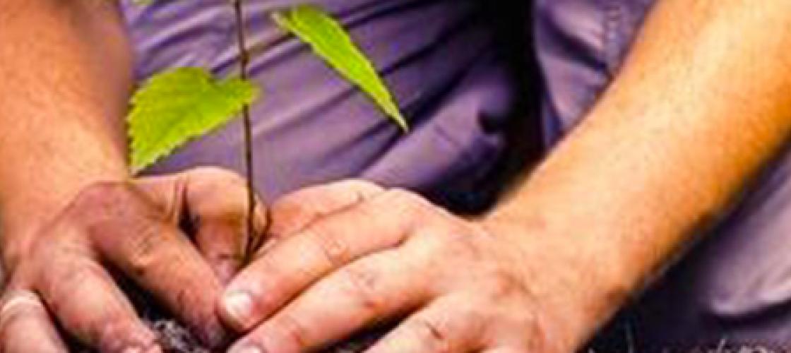 Close up of a kneeling person planting a seedling. 