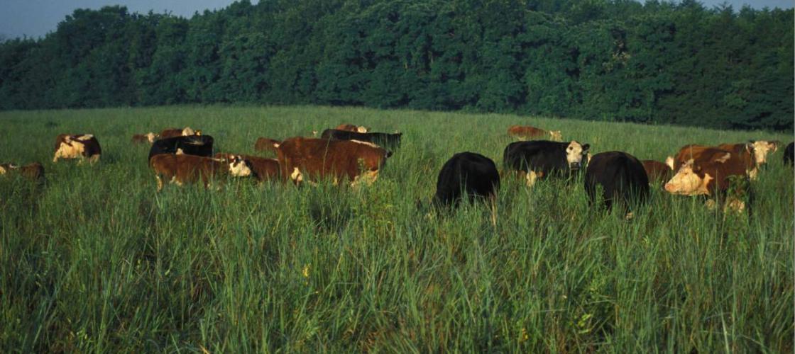 A herd of cattle grazing in tall grass pasture.