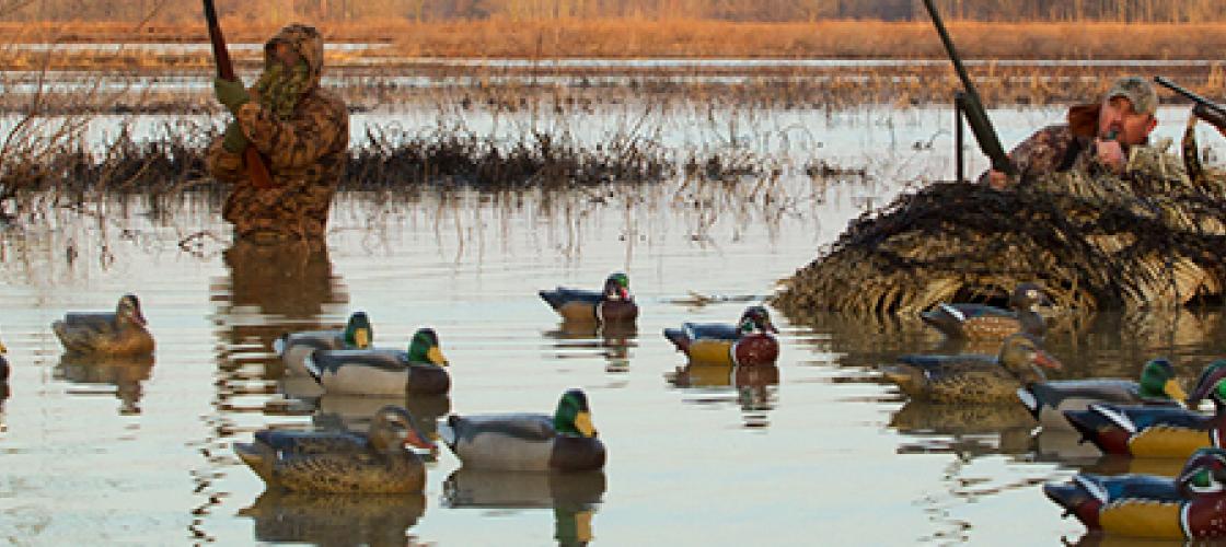 duck hunters wading in water and calling ducks