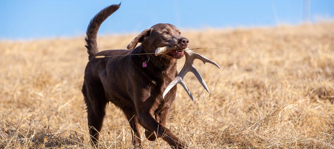 Shed hunting: What it takes to catch antler thieves