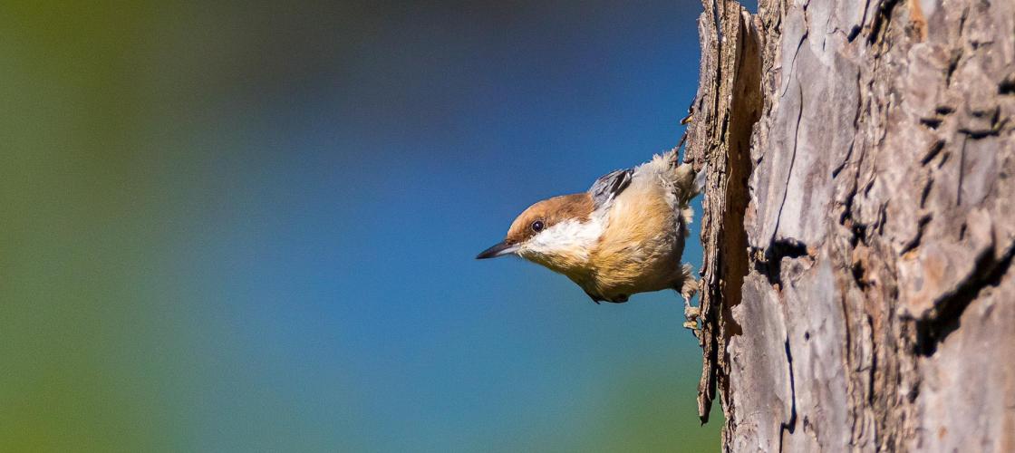 brown-headed nuthatch