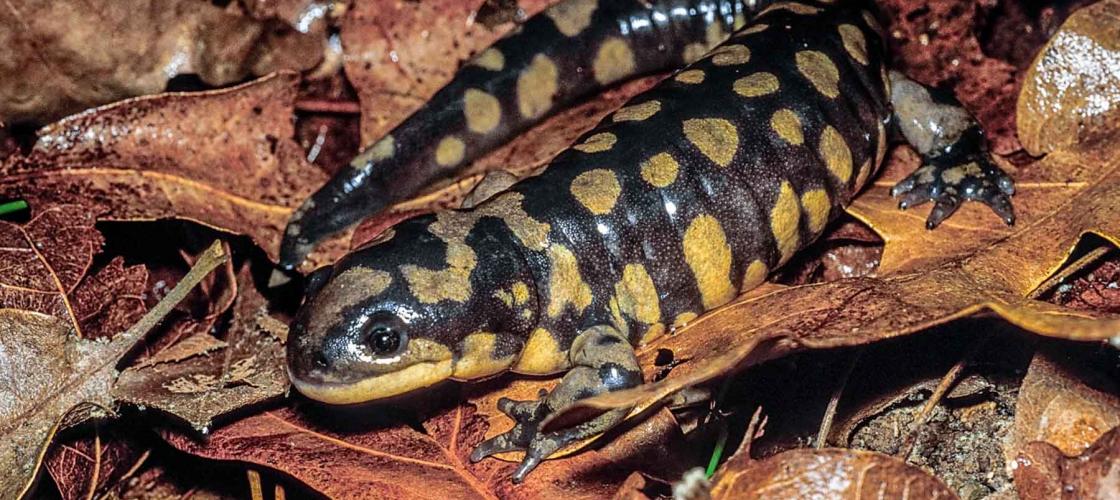 tiger salamander eggs