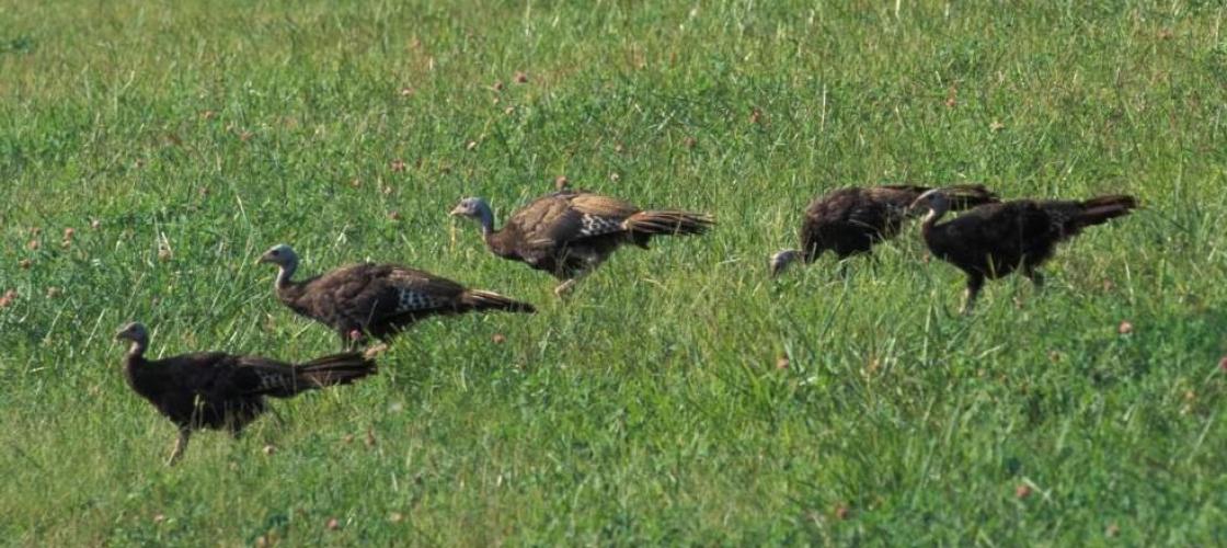 Turkey flock in a pasture