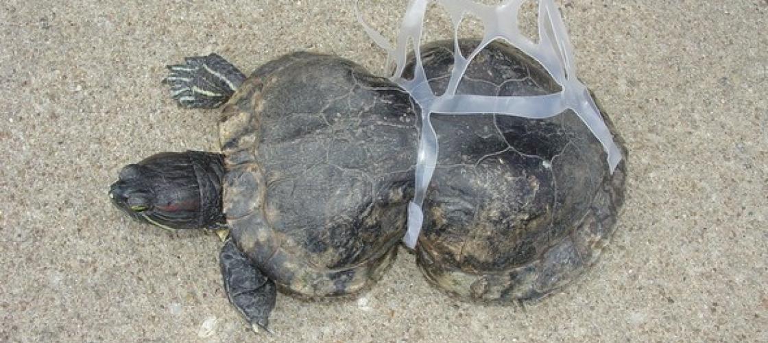 Peanut the Turtle found with plastic six-pack ring stuck around her shell
