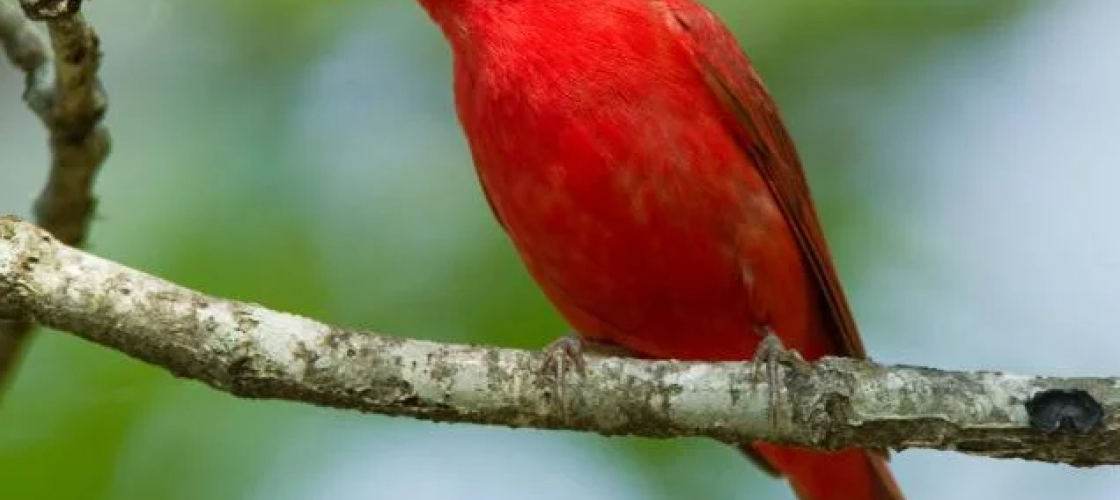 male summer tanager