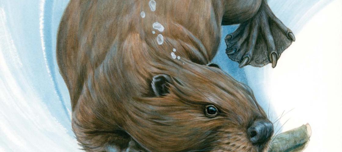 Illustrated beaver