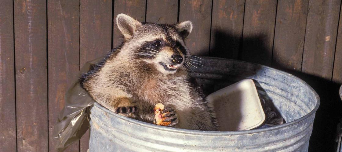 Raccoon In a Trash Can